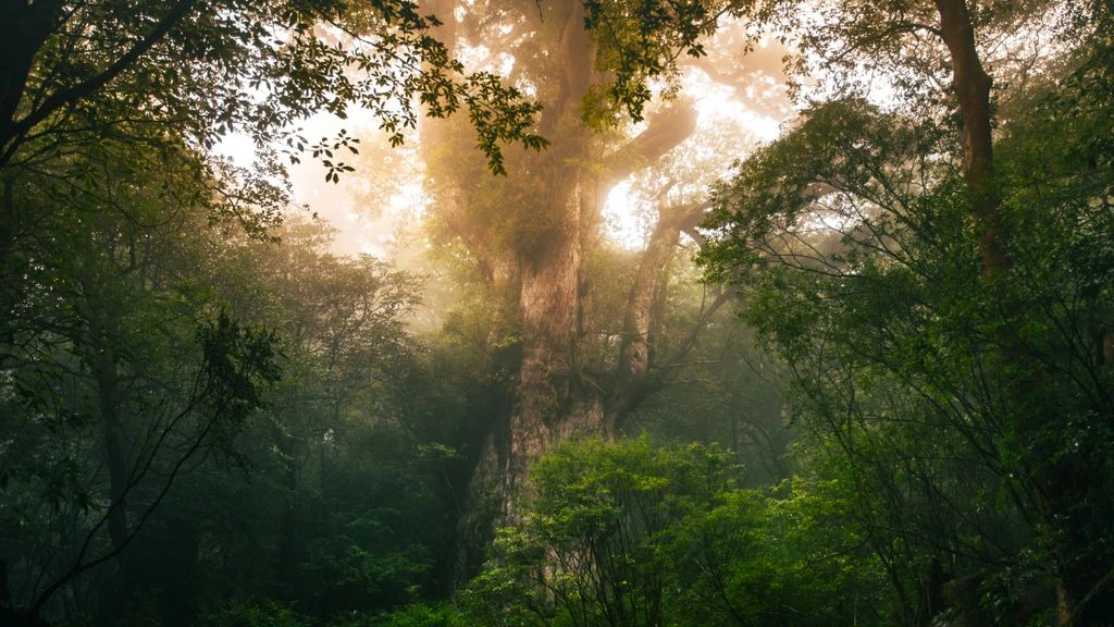 Morning mist along an ancient cedar trail on Yakushima Island.