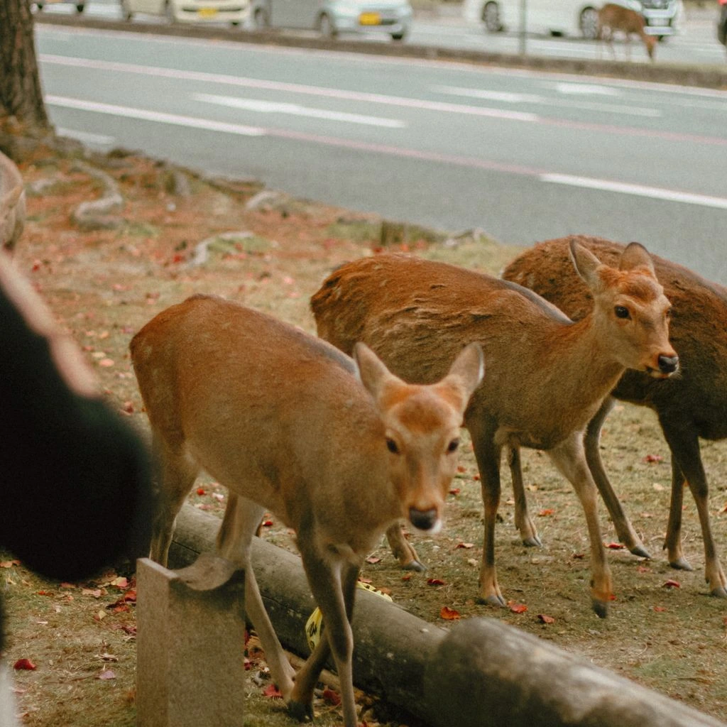 A Yakushika sika deer standing in a moss-covered cedar clearing.