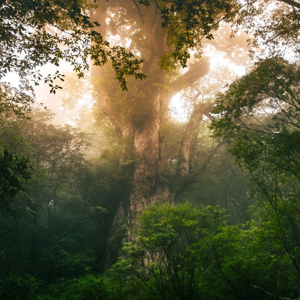 The Jomonsugi cedar viewed from the fenced observation platform on a misty morning.