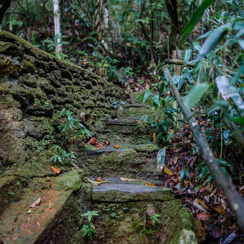 The moss-lined trail through Shiratani Unsuikyo Ravine.